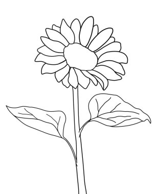 Beyaz arkaplanda ayçiçeğinin ana hatları