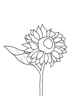 Beyaz arkaplanda ayçiçeğinin ana hatları