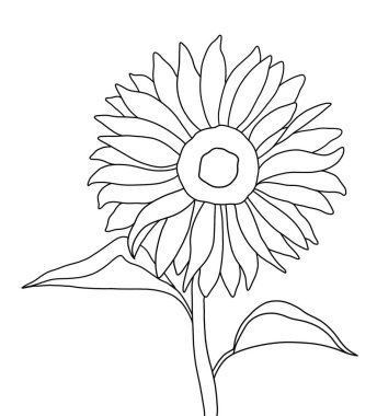 Beyaz arkaplanda ayçiçeğinin ana hatları