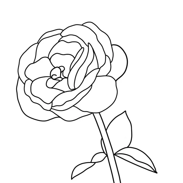 Outline Bunga Mawar Pada Latar Belakang Putih - Stok Vektor
