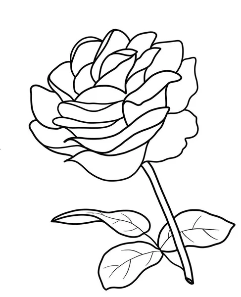 Obrys Květiny Růže Bílém Pozadí — Stockový vektor