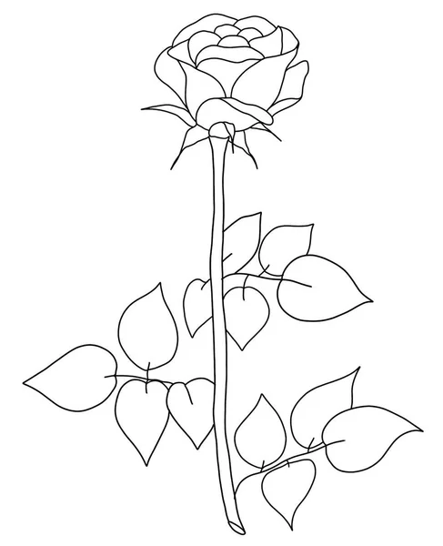 Obrys Květiny Růže Bílém Pozadí — Stockový vektor