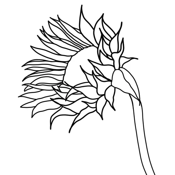 Obrys Květiny Slunečnice Bílém Pozadí — Stockový vektor