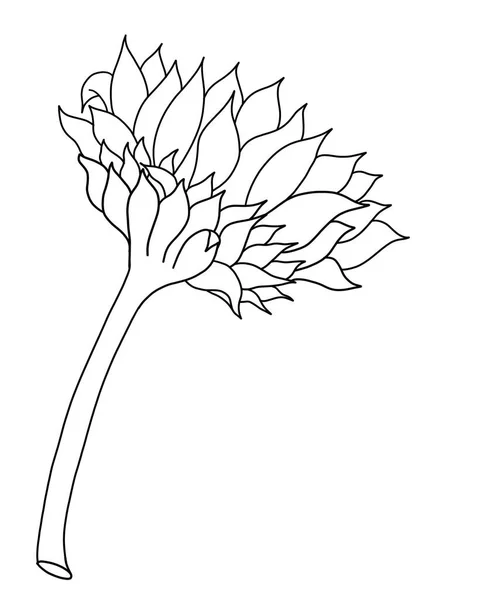 outline flower of sunflower on white background