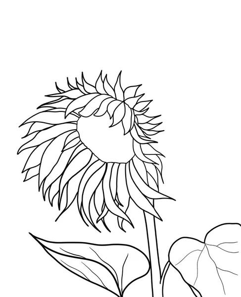Outline Bunga Matahari Pada Latar Belakang Putih - Stok Vektor