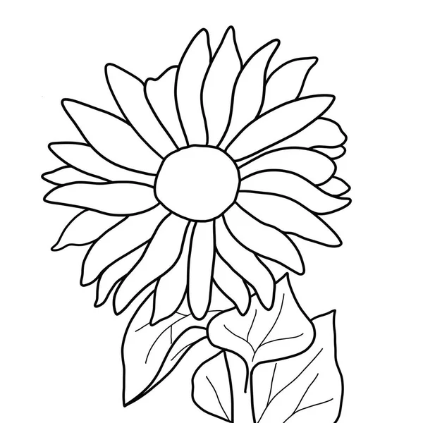 outline flower of sunflower on white background