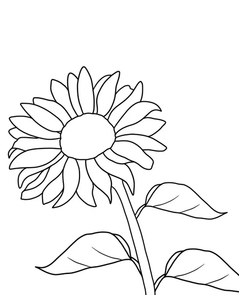 stock vector outline flower of sunflower on white background