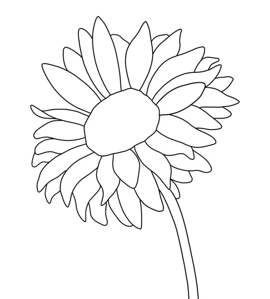 Цветок Подсолнечника Белом Фоне — стоковый вектор