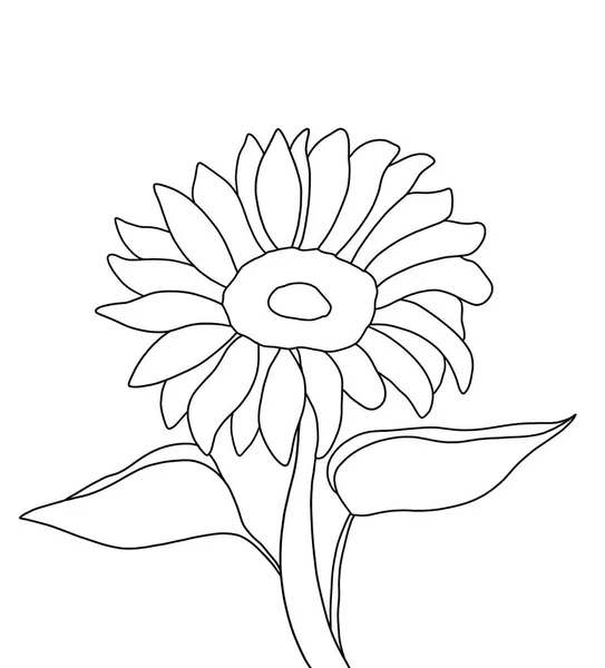 Contour Fleur Tournesol Sur Fond Blanc — Image vectorielle