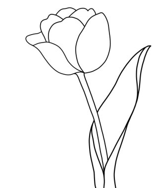 Güzel bir botanik çiçeğinin vektör çizimi. Beyaz arkaplanda lalenin ana hatları