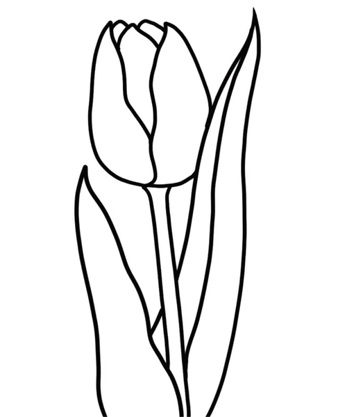 Vektorová Ilustrace Krásné Botanické Květiny Obrys Květ Tulipánu Bílém Pozadí — Stockový vektor