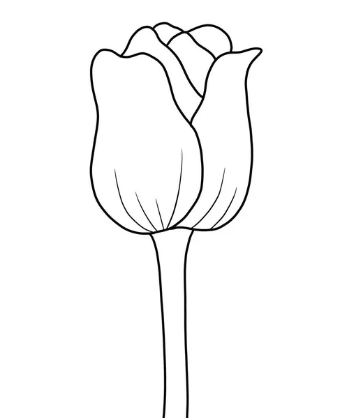Векторная Иллюстрация Красивого Ботанического Цветка Цветок Тюльпана Белом Фоне — стоковый вектор