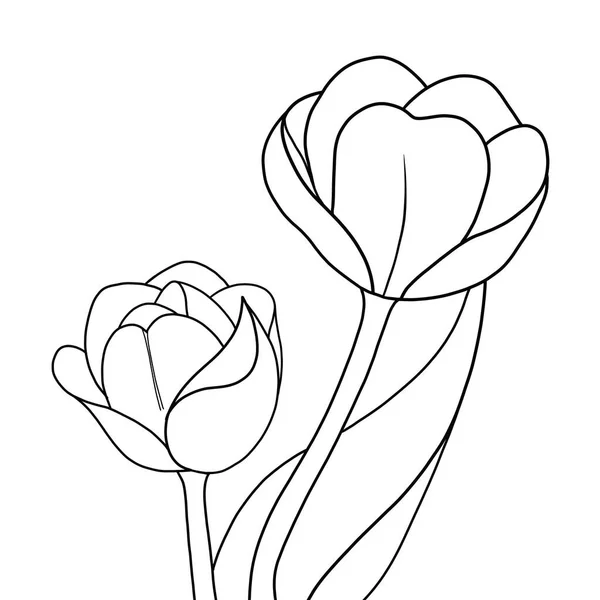 Illustration Vectorielle Une Belle Fleur Botanique Contour Fleur Tulipe Sur — Image vectorielle