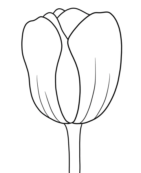 Vektorillustration Einer Schönen Botanischen Blume Umriss Blume Der Tulpe Auf — Stockvektor