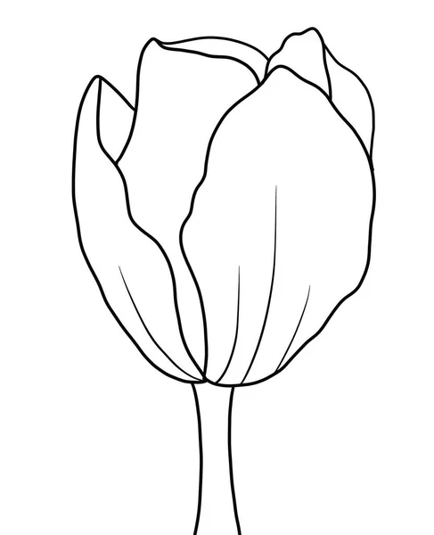 Vektorová Ilustrace Krásné Botanické Květiny Obrys Květ Tulipánu Bílém Pozadí — Stockový vektor