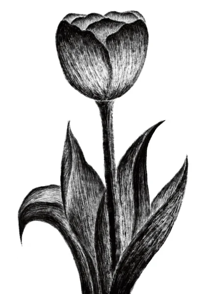 Όμορφη Βοτανική Απεικόνιση Πέταλα Και Φυτά — Διανυσματικό Αρχείο