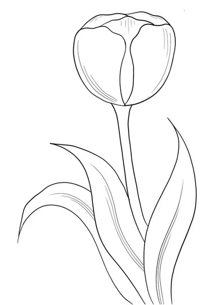 Illustration Vectorielle Beau Fond Floral — Image vectorielle