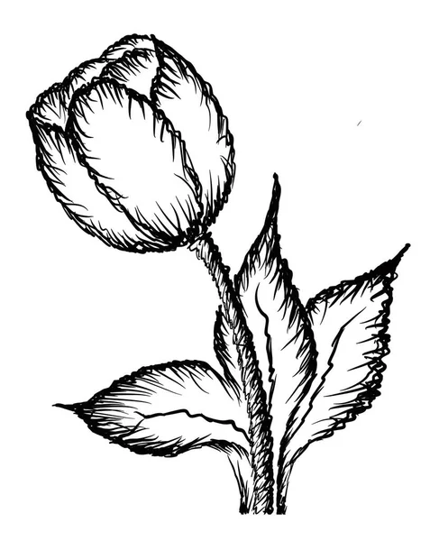 Ilustrace Rostliny Květinou — Stockový vektor
