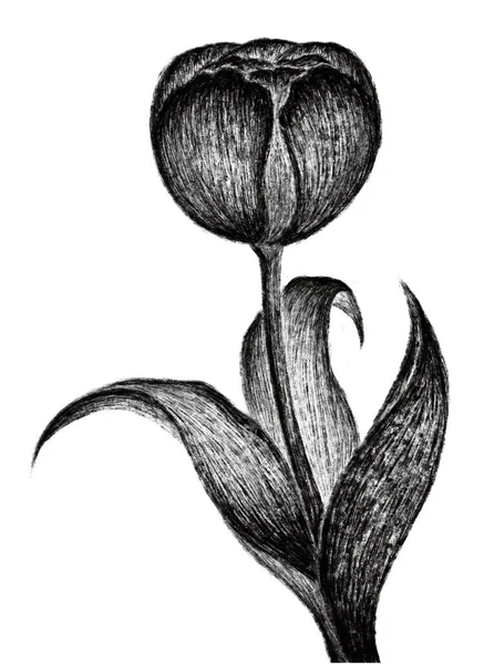 Black White Drawing Single Flower — Stock Vector