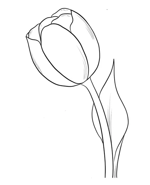 Illustration Beau Fond Floral — Image vectorielle