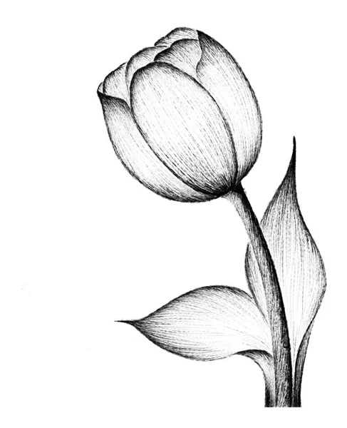 Иллюстрация Красивого Ботанического Растения — стоковый вектор