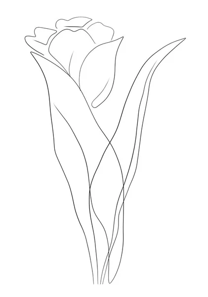Vector Illustration Beautiful Botanical Sketch Flower — 图库矢量图片