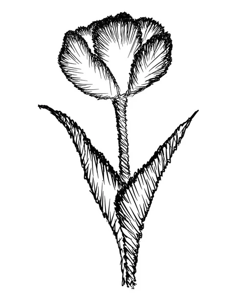 Чорно Білий Малюнок Квітки — стоковий вектор
