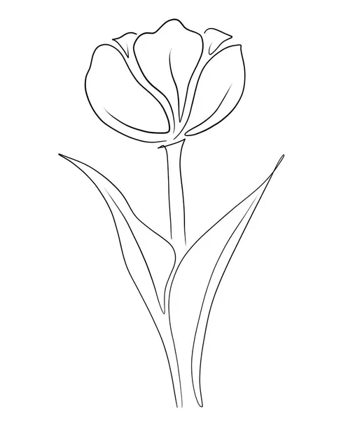Vektor Illusztrációja Egy Gyönyörű Virág — Stock Vector