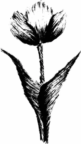 Fekete Fehér Rajz Egy Virágról — Stock Vector