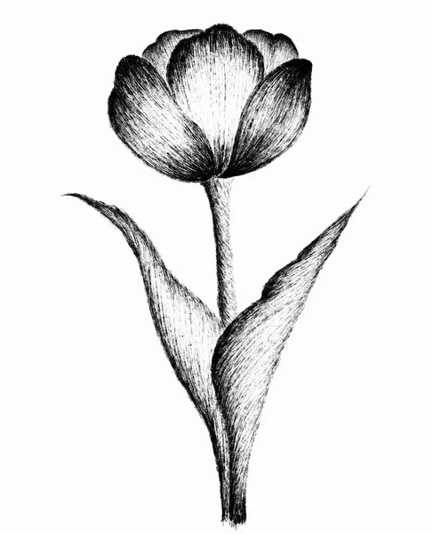 Czarny Biały Rysunek Pojedynczego Kwiatu Tulipana — Wektor stockowy