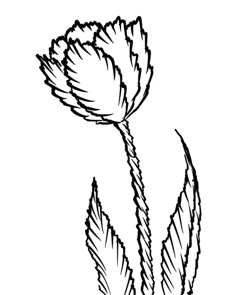 Vektorová Ilustrace Kytice Květin — Stockový vektor