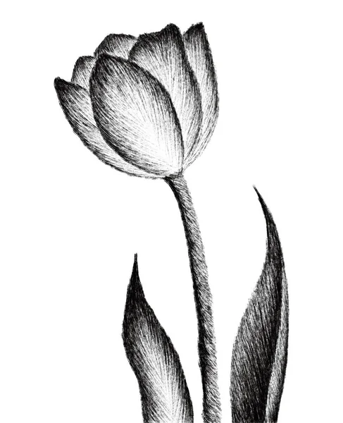 Vektor Vázlat Virágok Illusztráció Gyönyörű Virág — Stock Vector