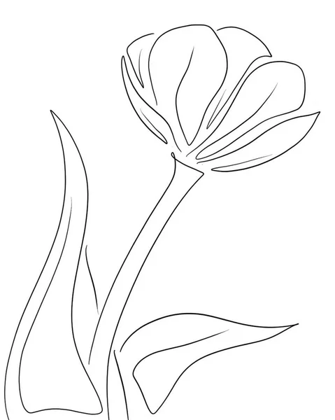 Vektorskizze Der Blumen Illustration Schöne Blume — Stockvektor