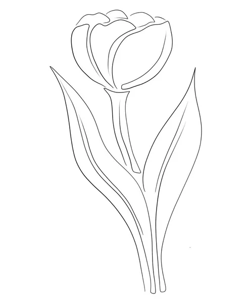 Vektor Vázlat Virágok Illusztráció Gyönyörű Virág — Stock Vector