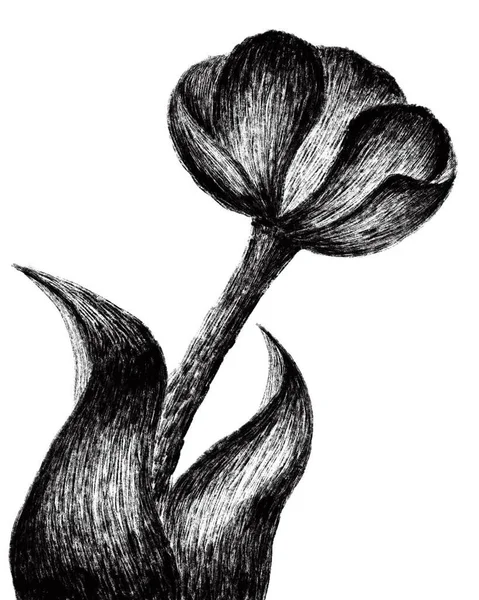 Векторний Ескіз Квітів Ілюстрація Красива Квітка — стоковий вектор