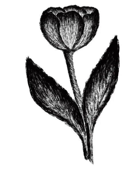 Vektorový Náčrt Květin Ilustrace Krásná Květina — Stockový vektor