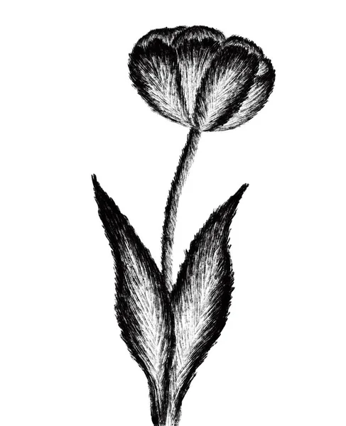 Vector Sketch Flowers Illustration Beautiful Flower — Stock Vector