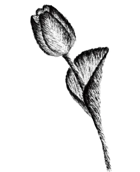 花のベクトルスケッチイラスト美しい花 — ストックベクタ