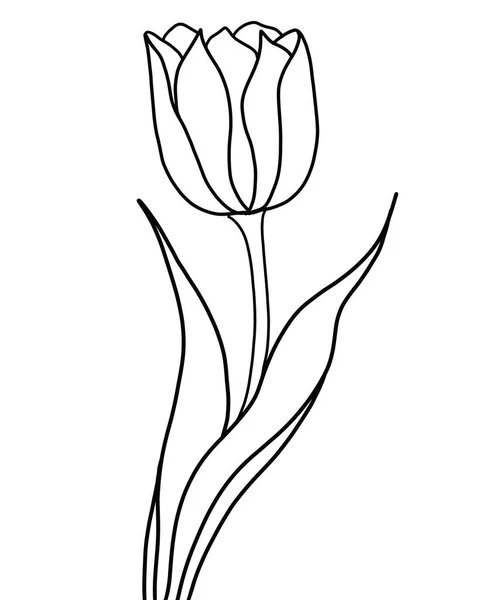 Vector Illustration Beautiful Botanical Flower Outline Flower Tulip White Background — Stock Vector