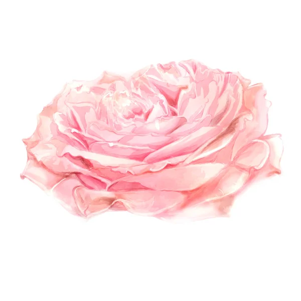 Акварельна Ілюстрація Квітуча Рожева Троянда Ізольована Білому Тлі Дизайну — стокове фото