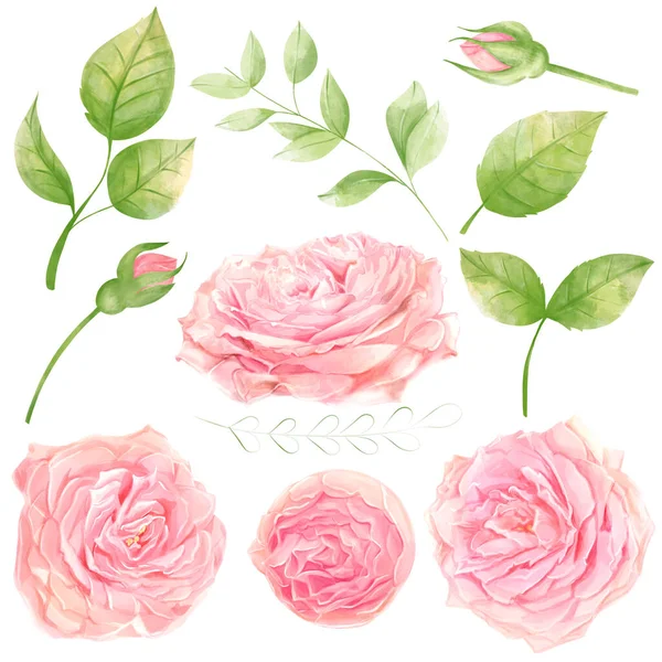 Roses Watercolor Romanic Single Leaf Isolations Design — Stock Photo, Image