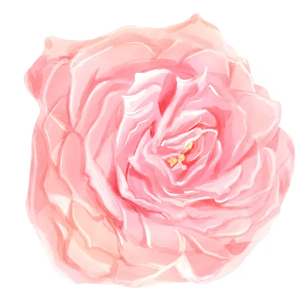 水彩画 粉红的玫瑰在白色的背景上绽放 植物学说明 — 图库照片