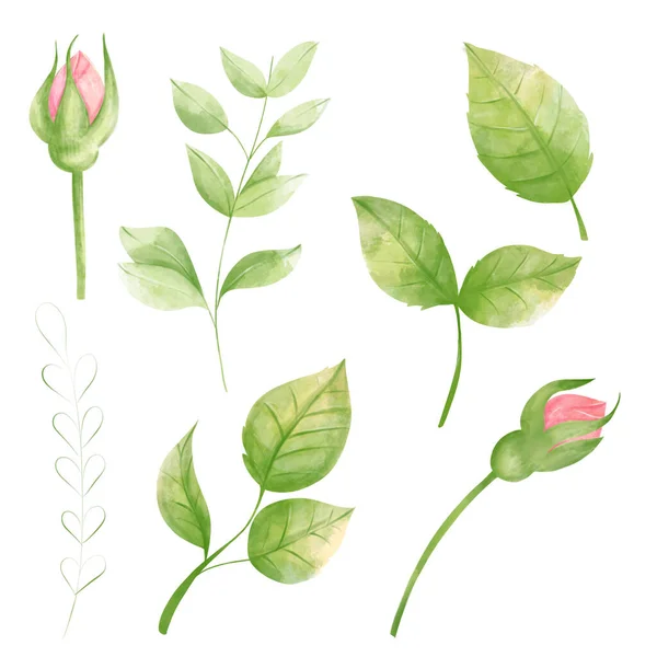 Set Rosengrüne Blätter Auf Weißem Hintergrund Florales Design Handgezeichnete Botanische — Stockfoto