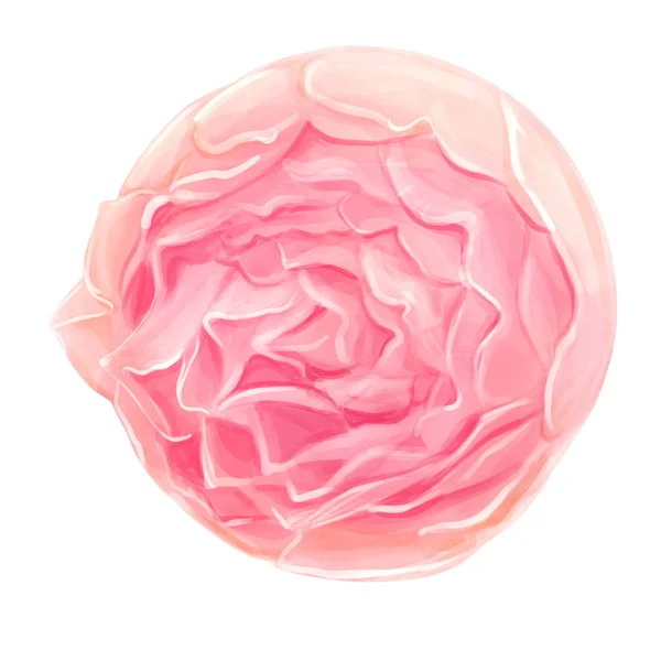 Rose Watercolor Pink Romantic Designer Element Set — Stock Photo, Image