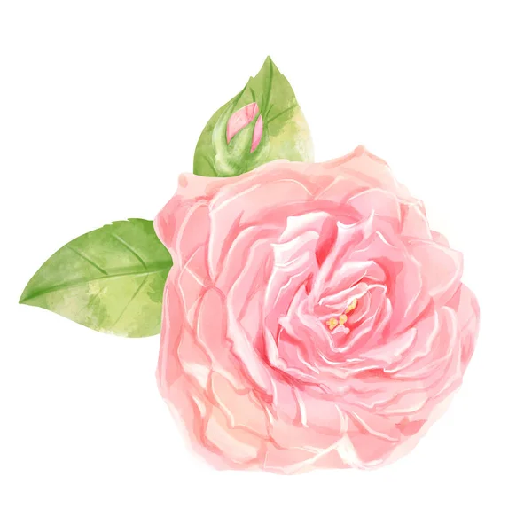 Illustrazione Acquerello Floreale Bouquet Con Rose Delicate Biglietti Visita Invito — Foto Stock