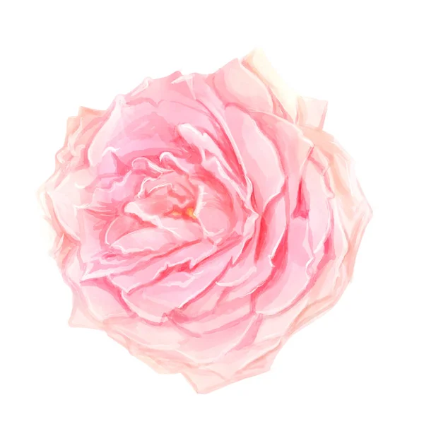 Watercolor Pink Rose Deep Focus Isolated Background Clipart — Stock Photo, Image