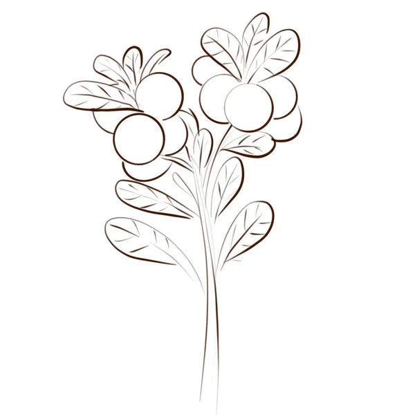 Hand Drawn Cowberry Branches Isolated White Background Drawing Wild Forest — Stock Photo, Image