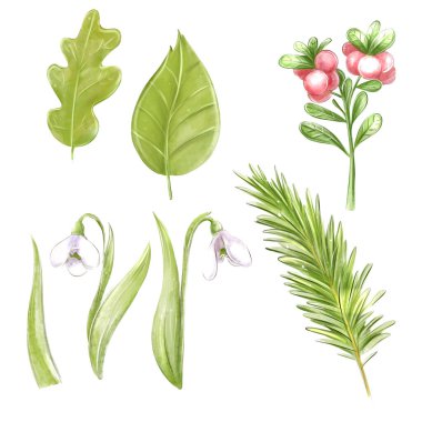 Orman tasarım elementleri, kartopu, böğürtlen ve yapraklar suluboya set, clipart.