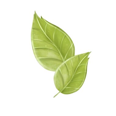 Suluboya beyaz arka planda izole bırakır. Taze sebzeler. Serbest çizim.