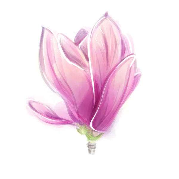 木兰花粉红水彩画 手绘木兰花春天美丽的花朵 被白色的背景隔离了 — 图库照片